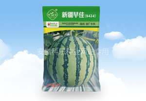 新疆早佳8424