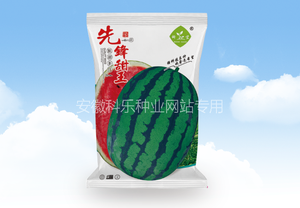 先锋甜王