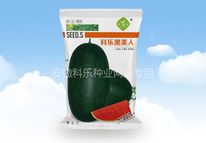 科乐黑美人